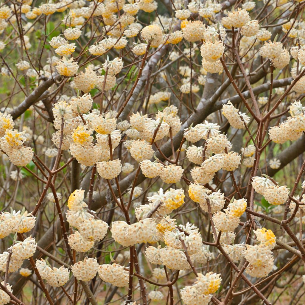 Edgeworthia chrysantha Nanjing Gold - Buisson à papier