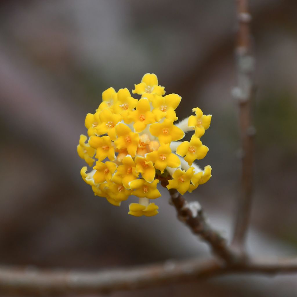 Edgeworthia chrysantha Nanjing Gold - Buisson à papier