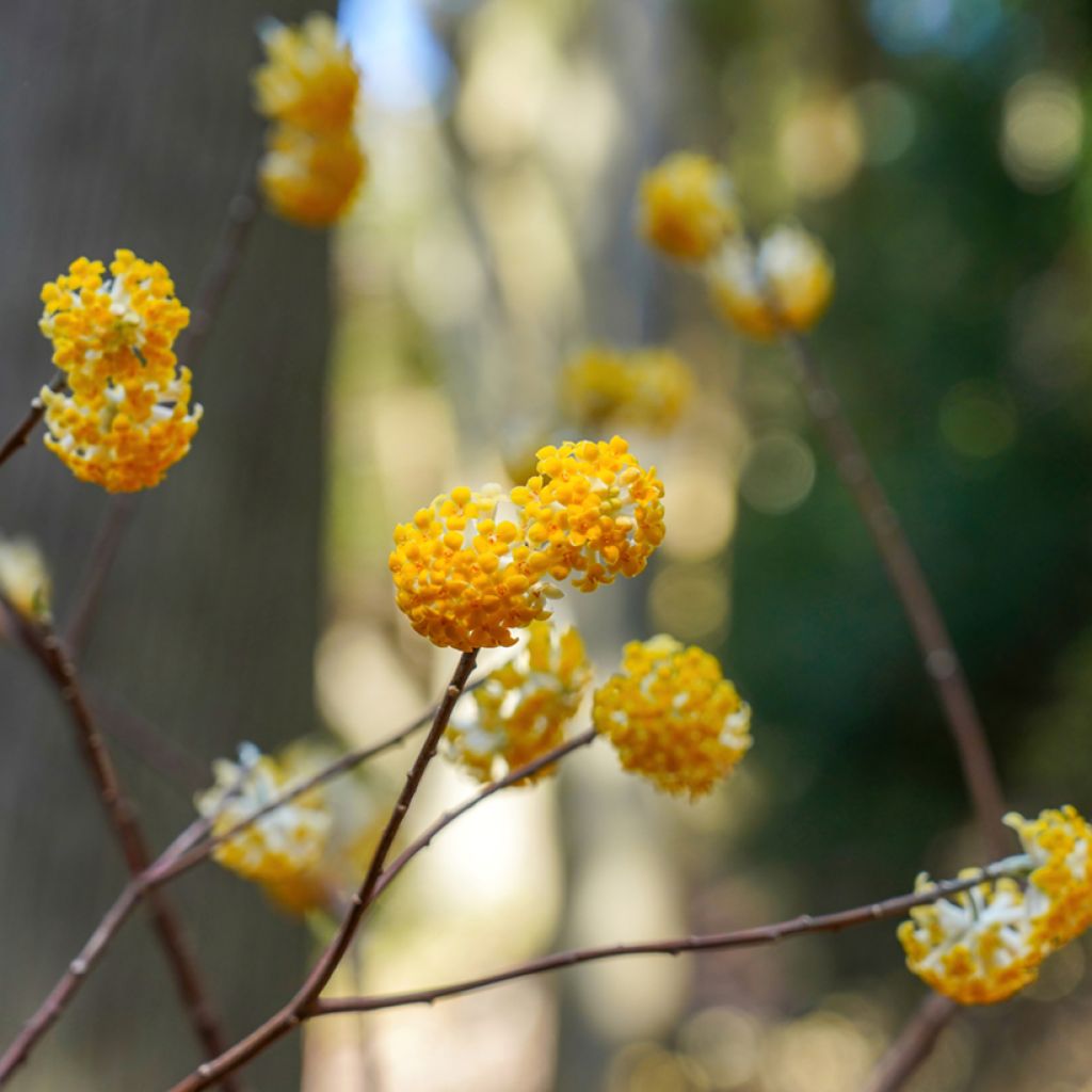 Edgeworthia chrysantha Nanjing Gold - Buisson à papier