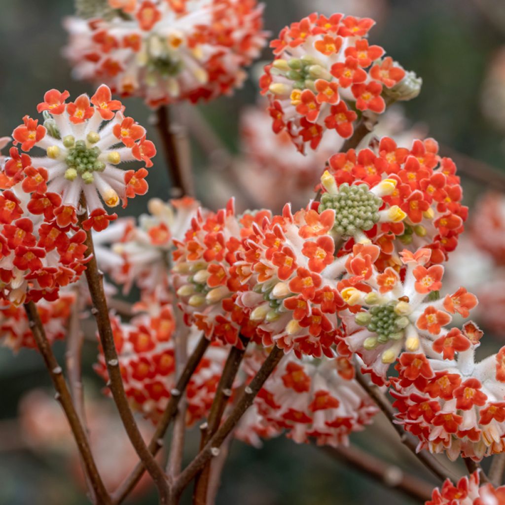 Edgeworthia chrysantha Red Dragon Akebono - Arbre à papier 