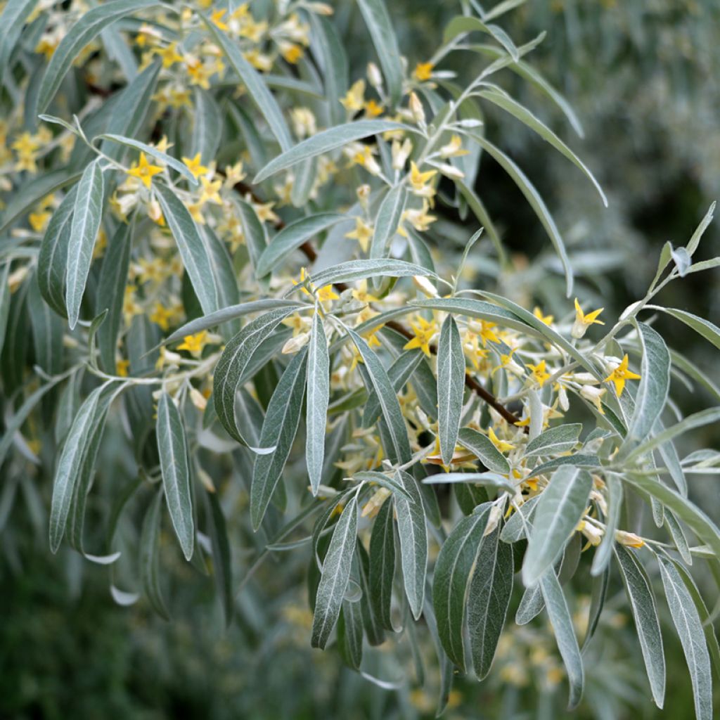 Elaeagnus angustifolia - Olivier de Boheme