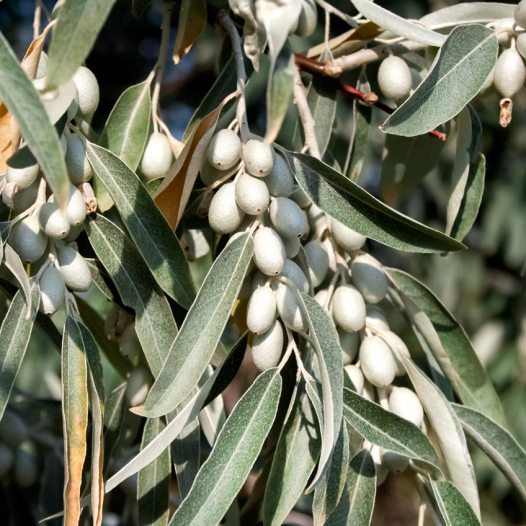 Elaeagnus angustifolia - Olivier de Boheme