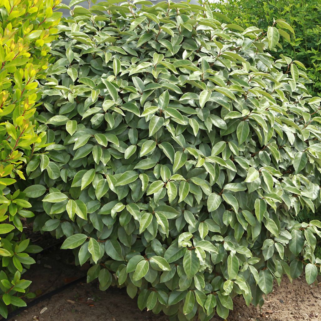 Elaeagnus ebbingei - Chalef de Ebbing