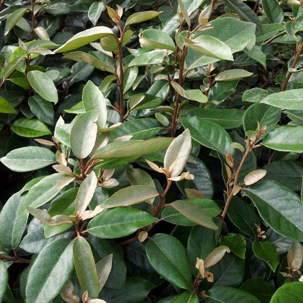 Elaeagnus ebbingei - Chalef de Ebbing