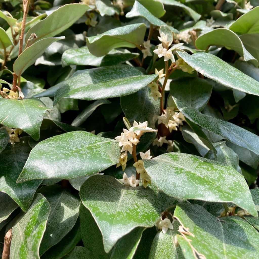 Elaeagnus ebbingei Compacta - Chalef