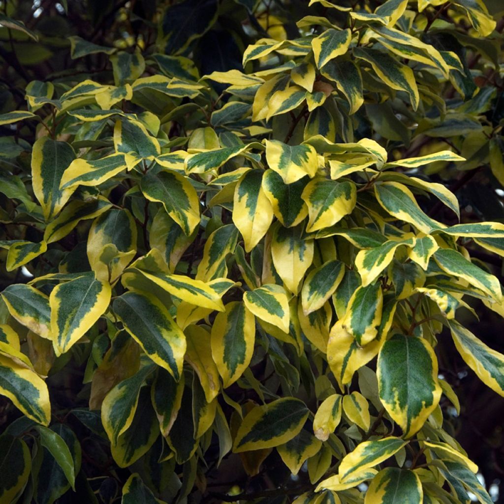 Elaeagnus ebbingei Gilt Edge - Chalef