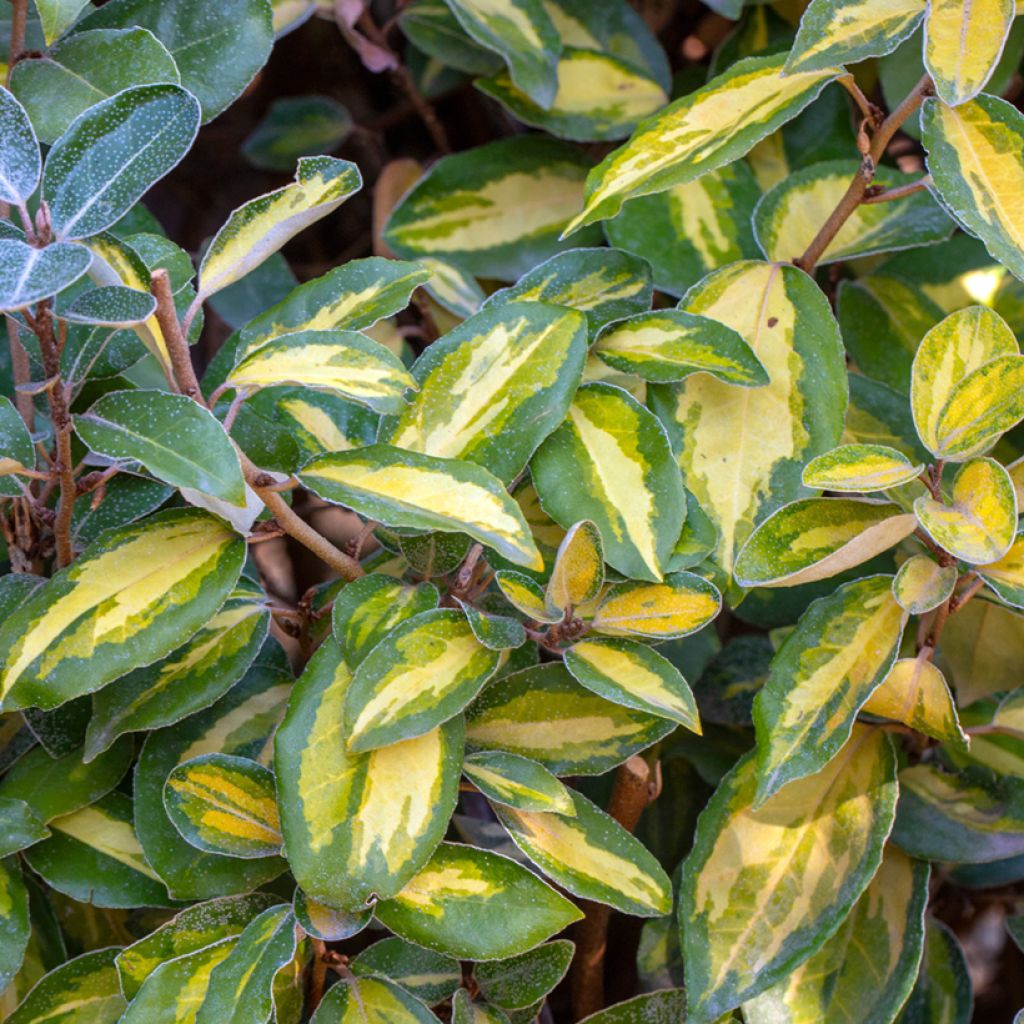 Elaeagnus ebbingei Limelight - Chalef de Ebbing
