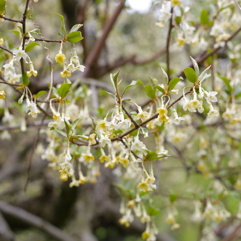 Elaeagnus multiflora - Goumi du Japon