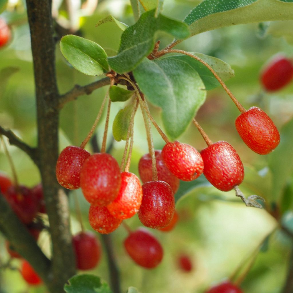 Elaeagnus multiflora - Goumi du Japon