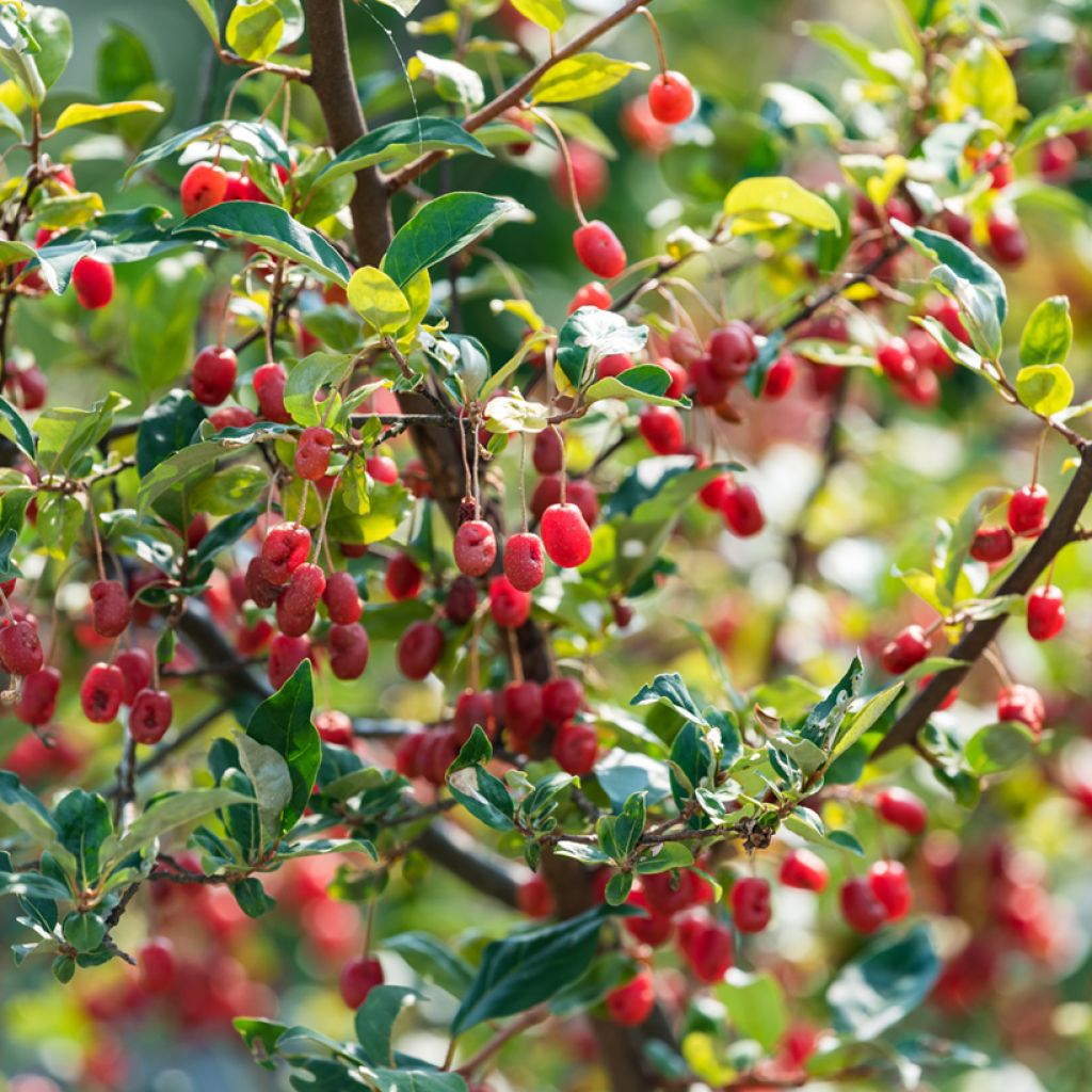 Elaeagnus multiflora - Goumi du Japon
