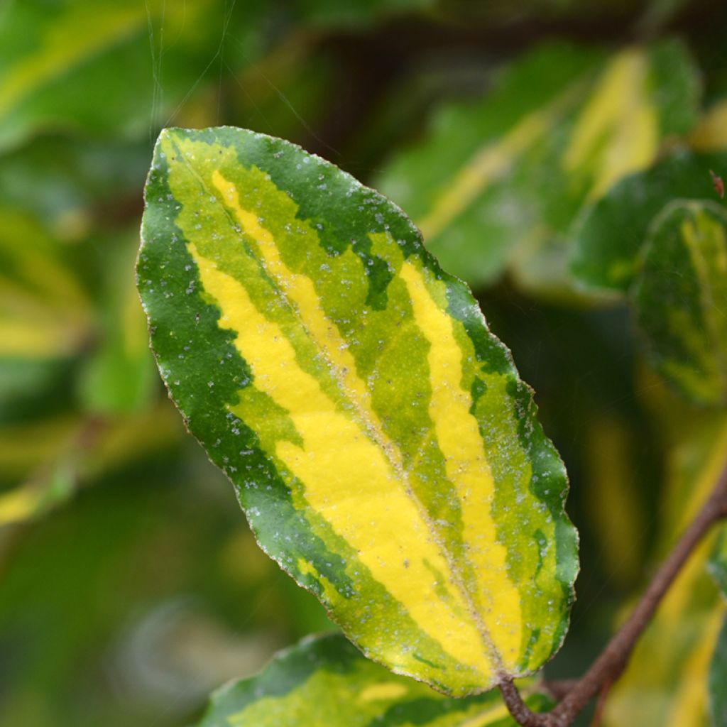 Elaeagnus pungens Maculata - Chalef panaché