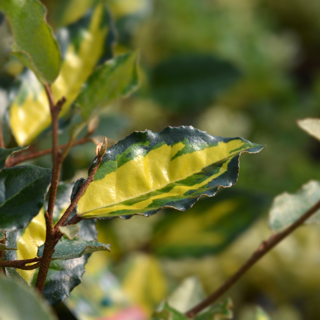 Elaeagnus pungens Maculata - Chalef panaché