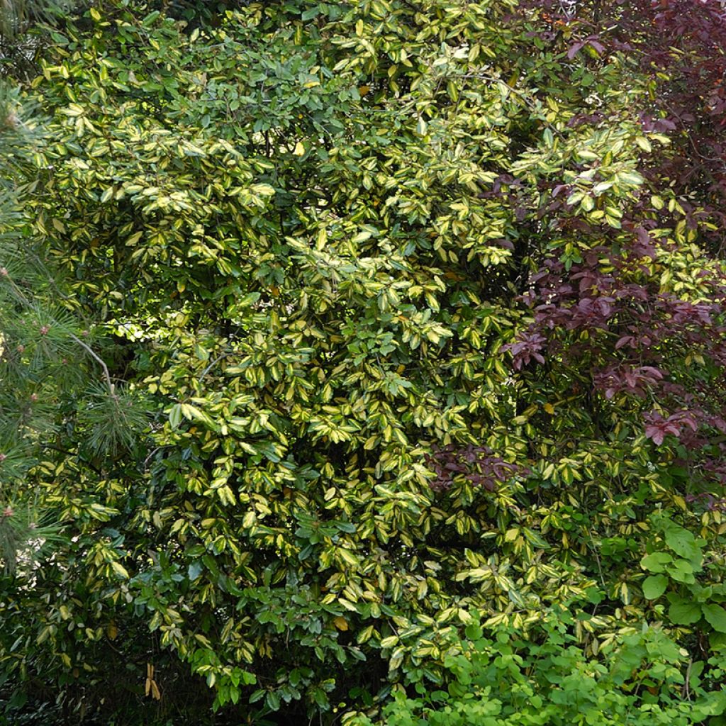 Elaeagnus pungens Maculata - Chalef panaché