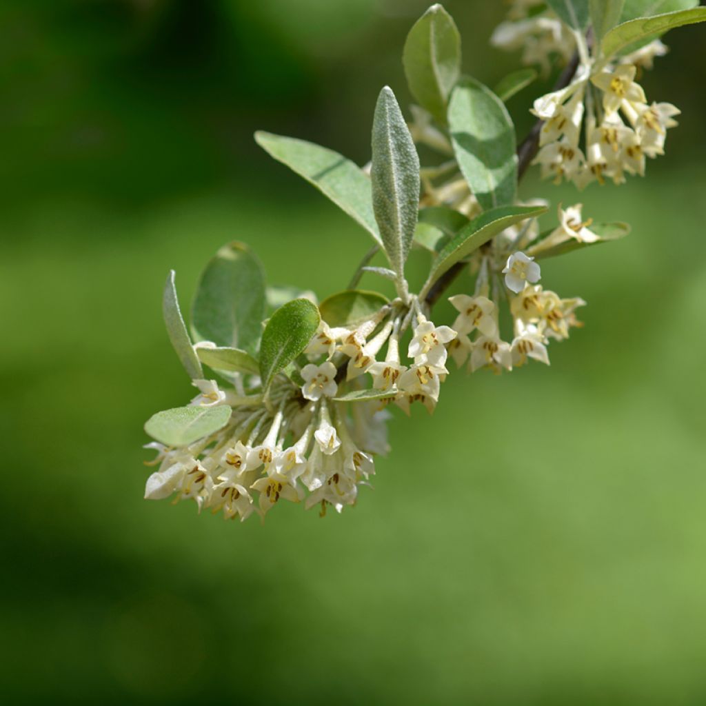 Elaeagnus umbellata Amoroso - Chalef en ombelles