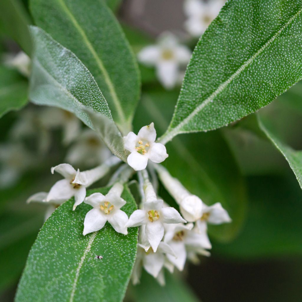 Elaeagnus umbellata - Chalef d'automne