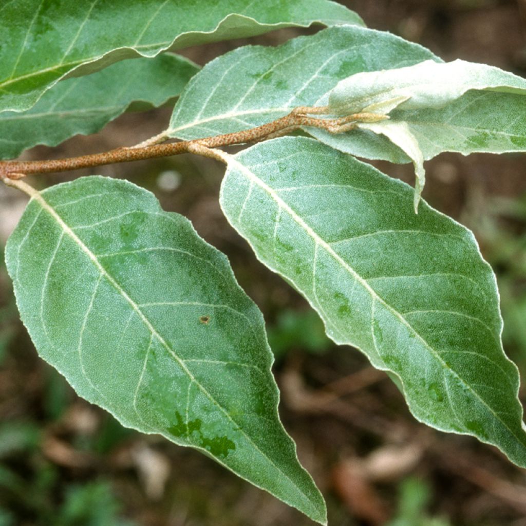 Elaeagnus umbellata - Chalef d'automne