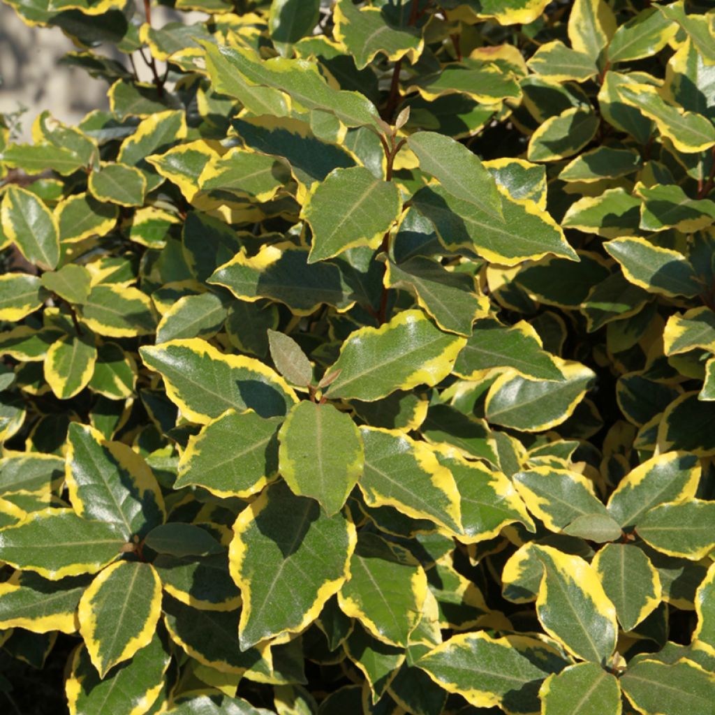 Elaeagnus x ebbingei Viveleg - Chalef