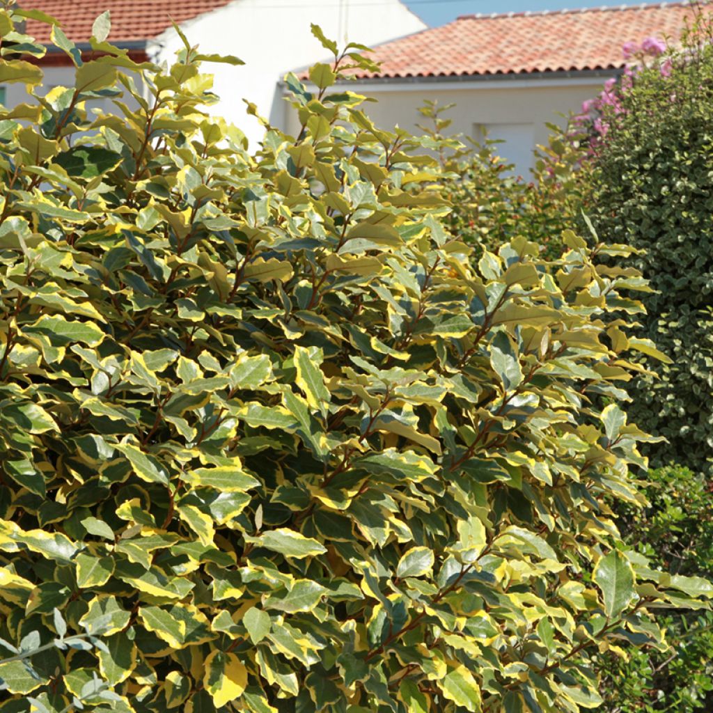 Elaeagnus x ebbingei Viveleg - Chalef