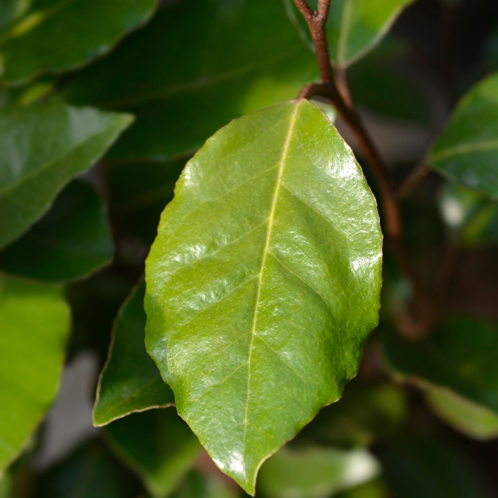 Elaeagnus ebbingei Crispy - Chalef
