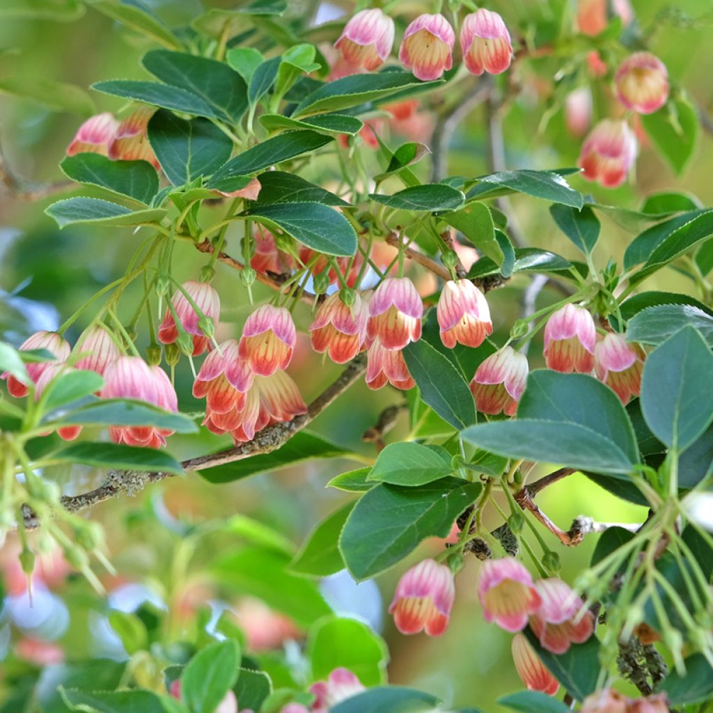 Enkianthus campanulatus - Andromède campanulée