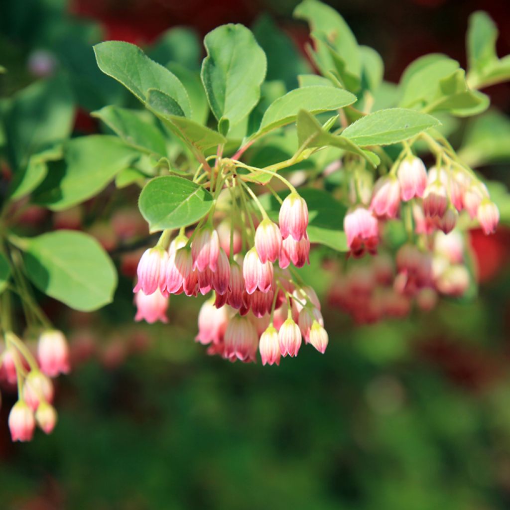 Enkianthus campanulatus - Andromède campanulée