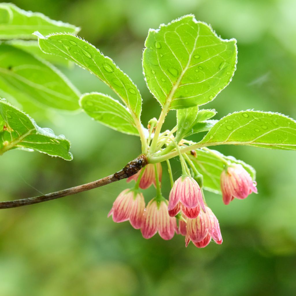 Enkianthus campanulatus - Andromède campanulée