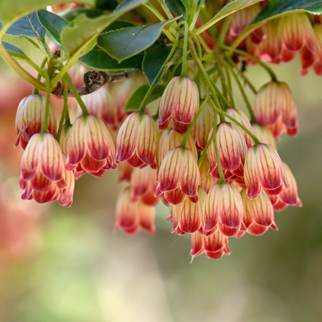 Enkianthus campanulatus Pagode - Andromède campanulée