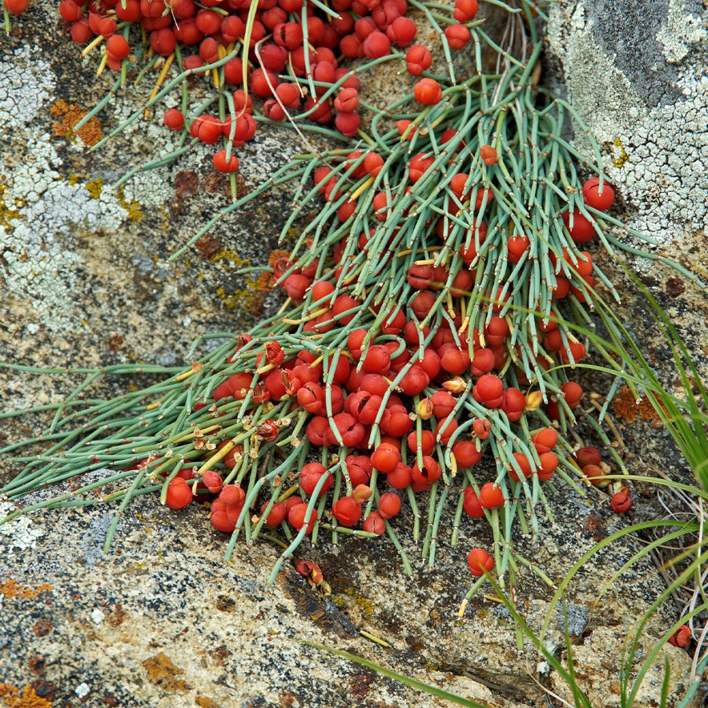 Ephedra minima