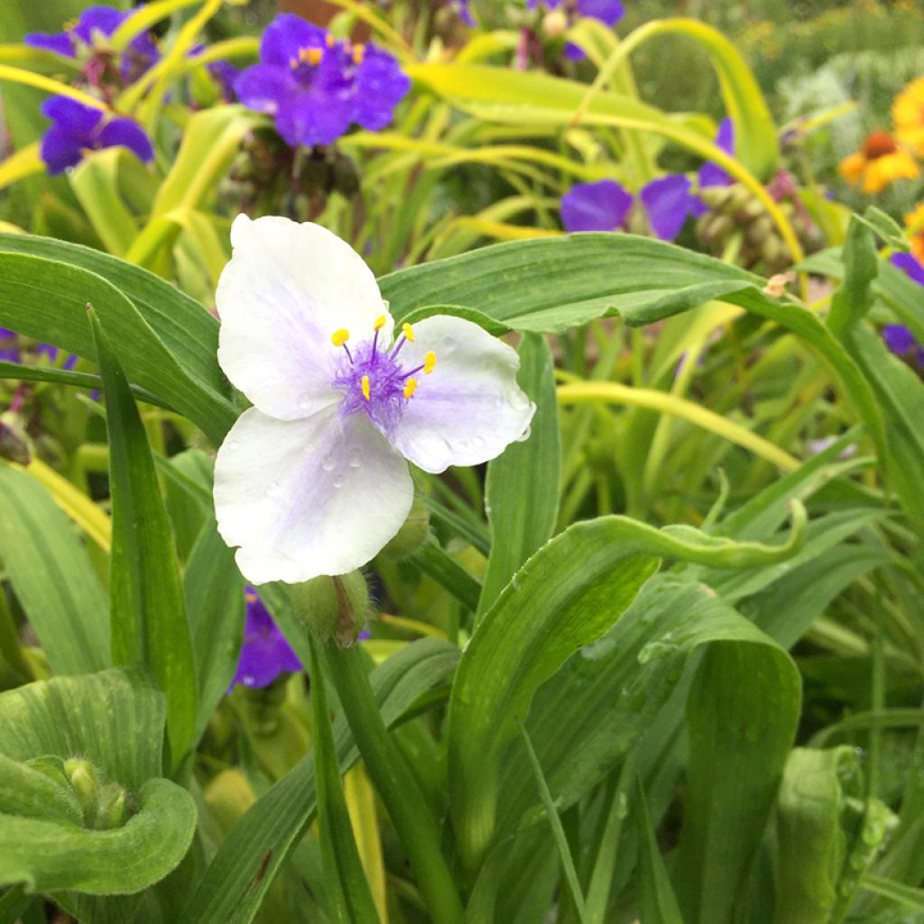 Ephémère de Virginie - Tradescantia andersoniana Osprey