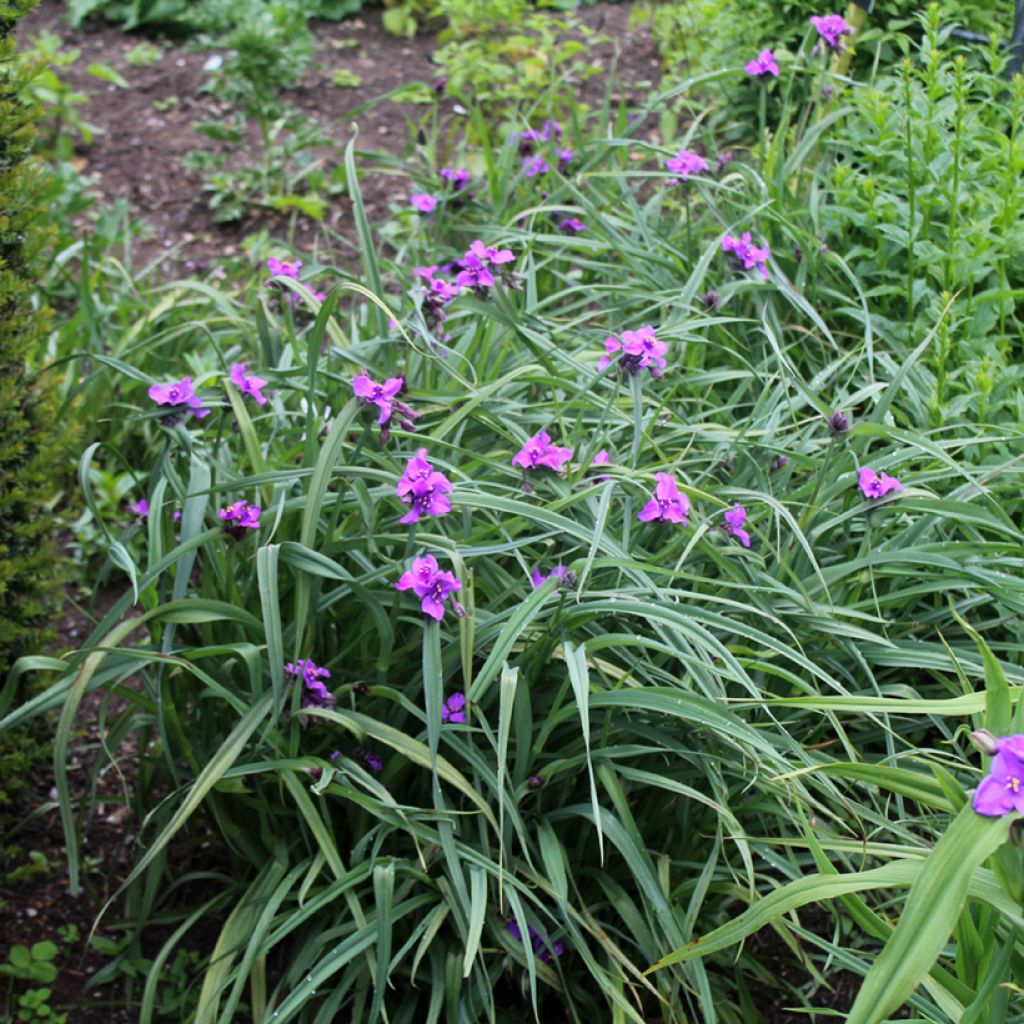 Ephémère de Virginie - Tradescantia andersonina Concord Grape