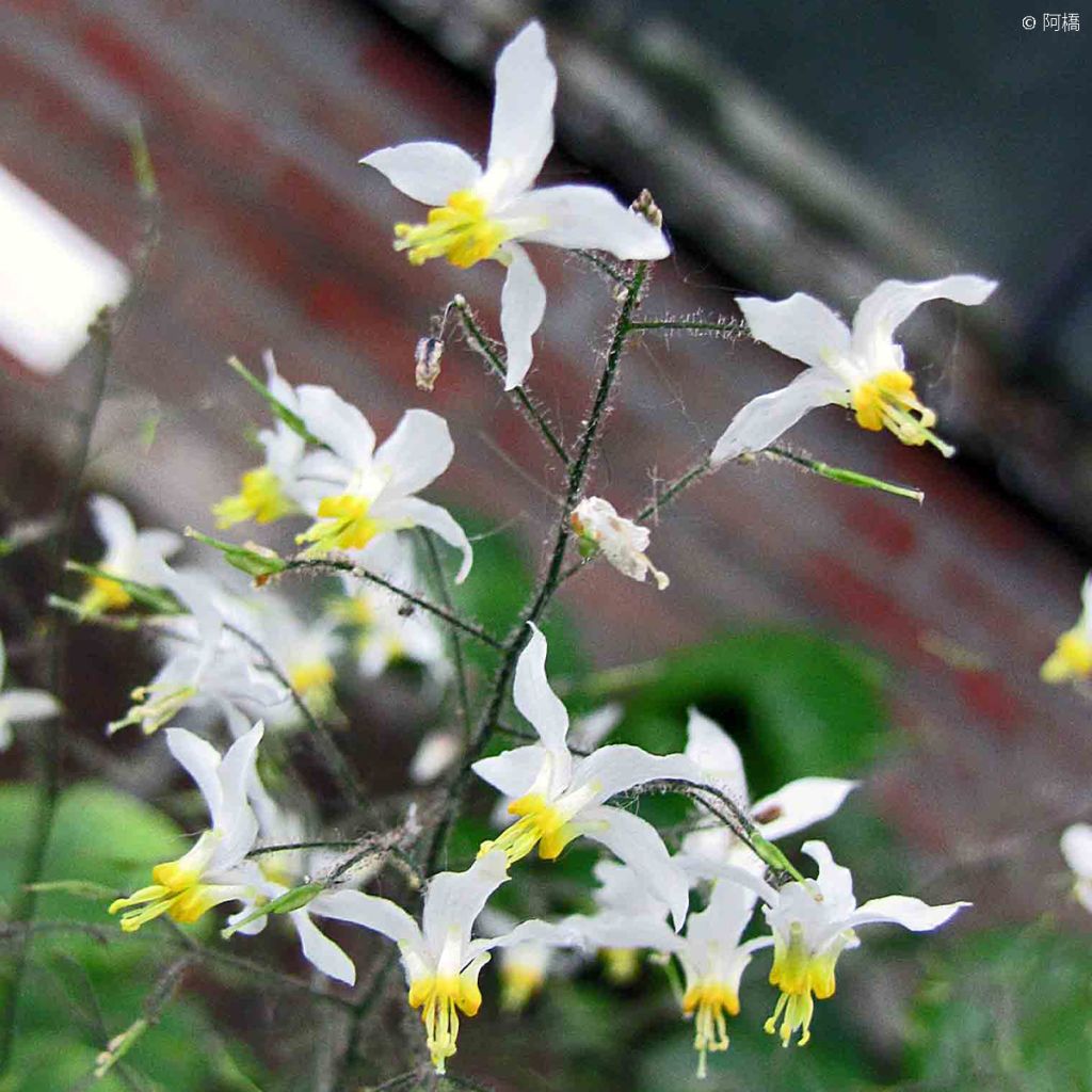 Epimedium brevicornu, Fleur des elfes