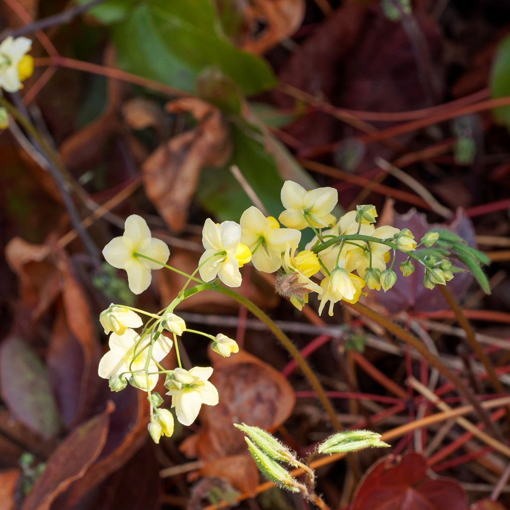 Epimedium x versicolor Sulphureum - Fleur des Elfes