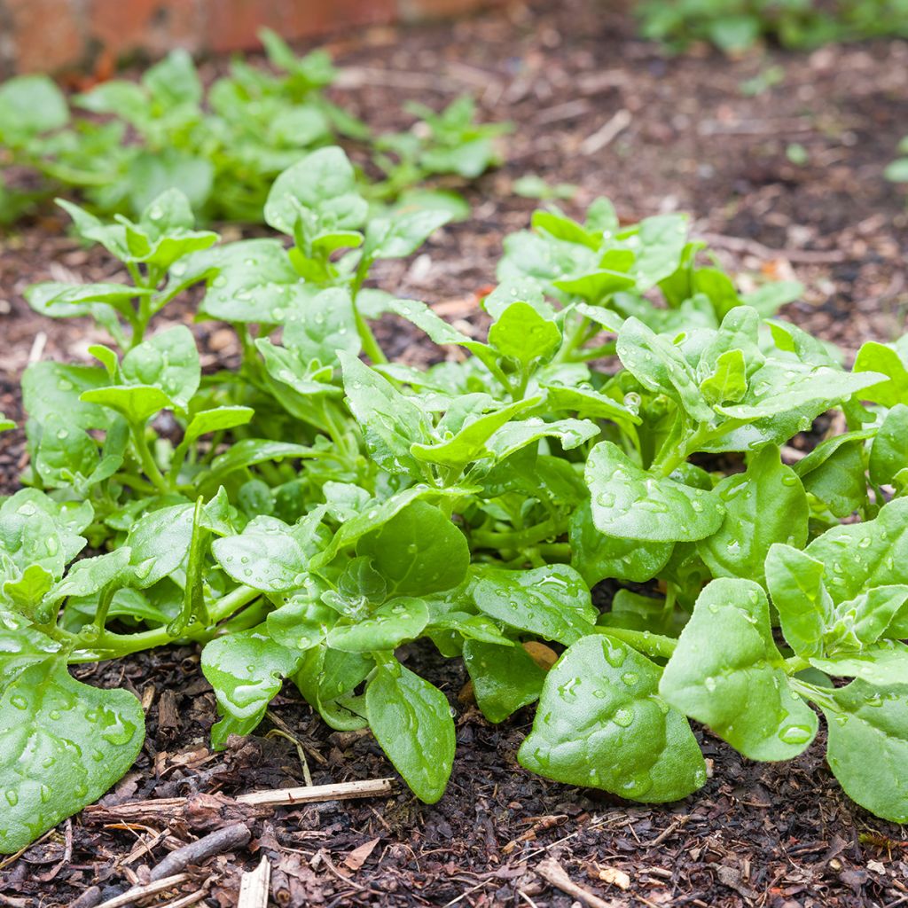 Epinard de Nouvelle Zélande - Tétragone - Tetragonia tetragonioides
