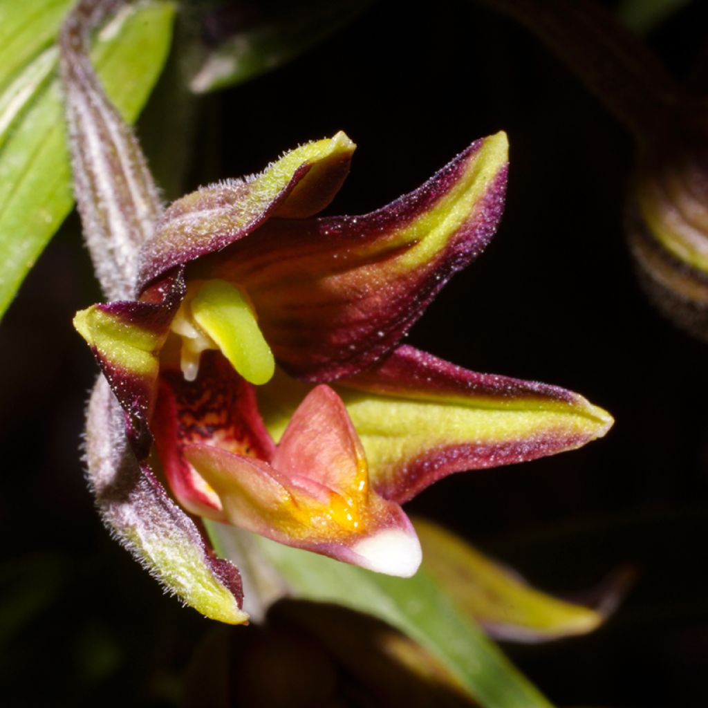 Epipactis veratrifolia - Orchidée de jardin