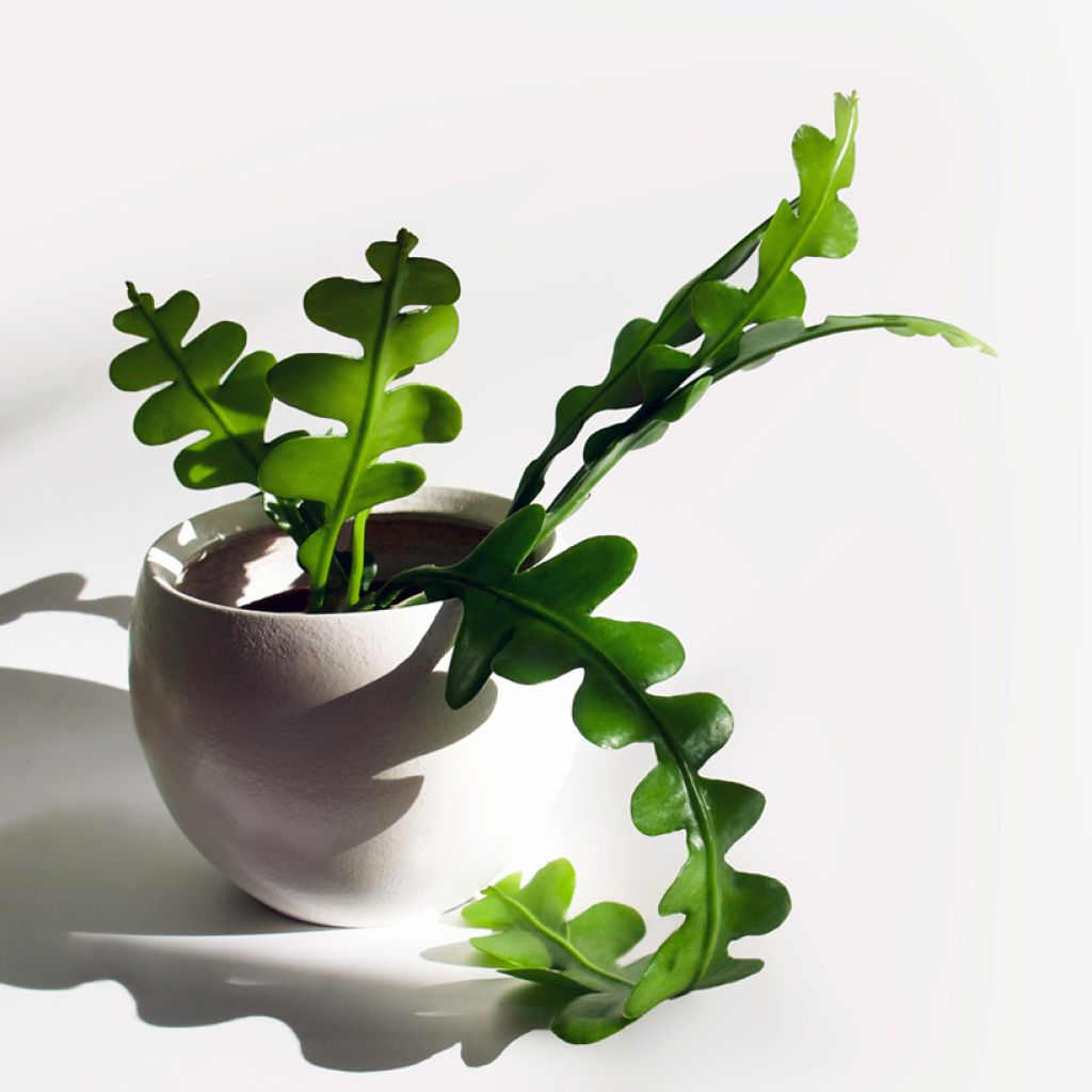 Epiphyllum anguliger - Cactus zig-zag