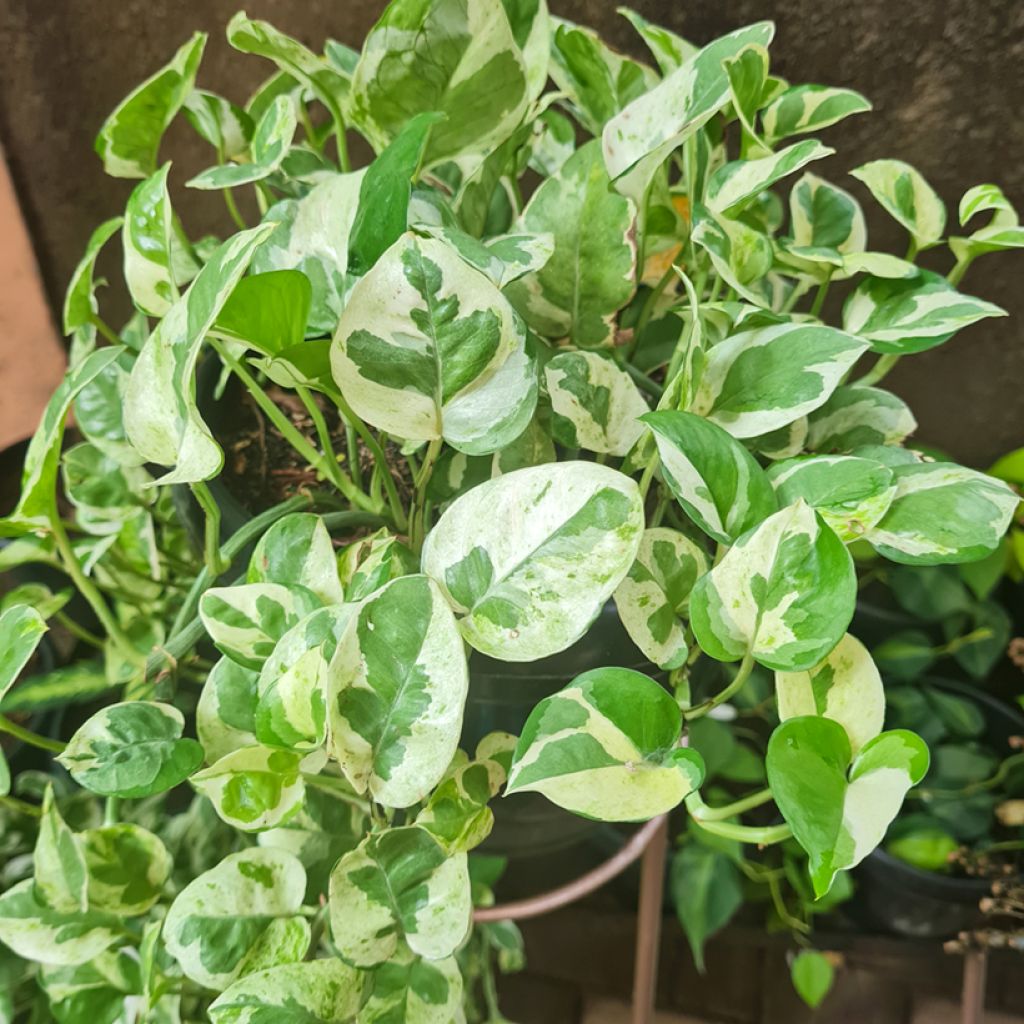 Epipremnum N'joy - Pothos