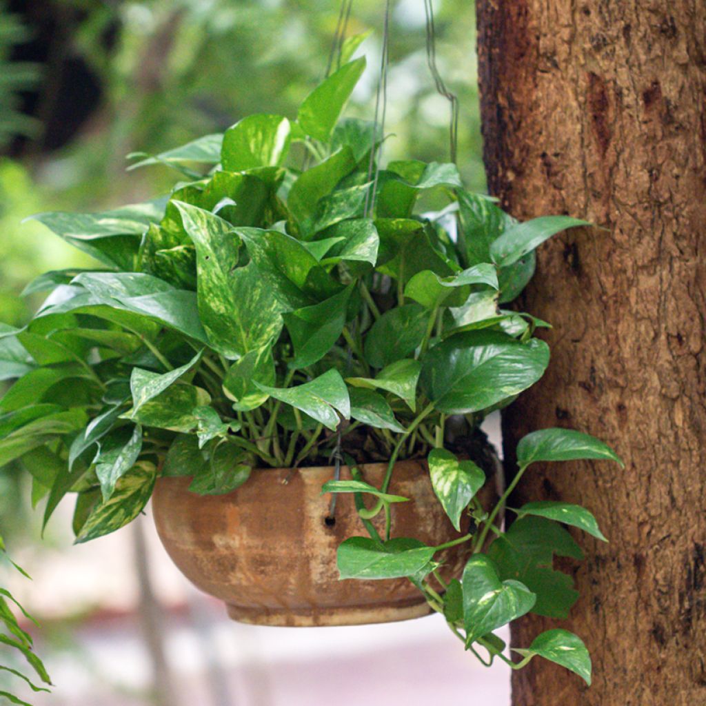 Epipremnum aureum - Pothos