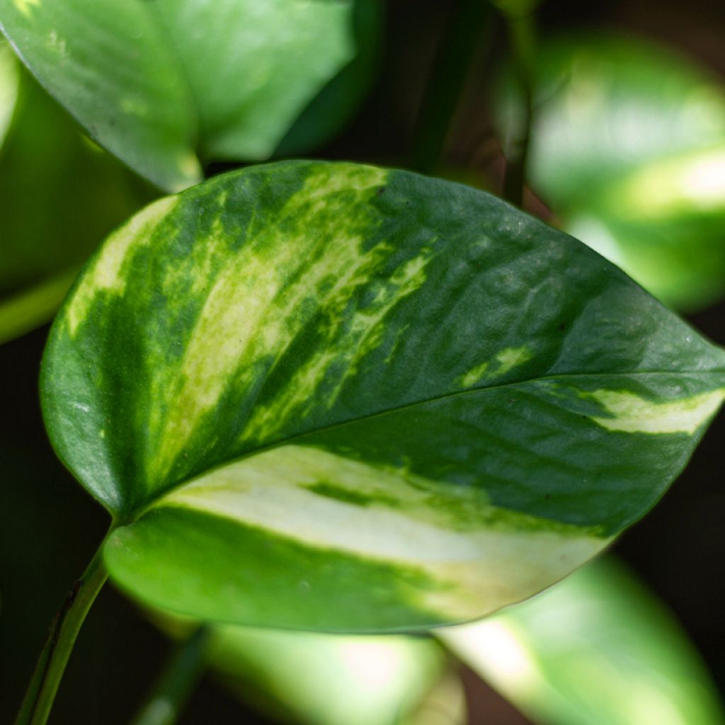 Epipremnum aureum - Pothos