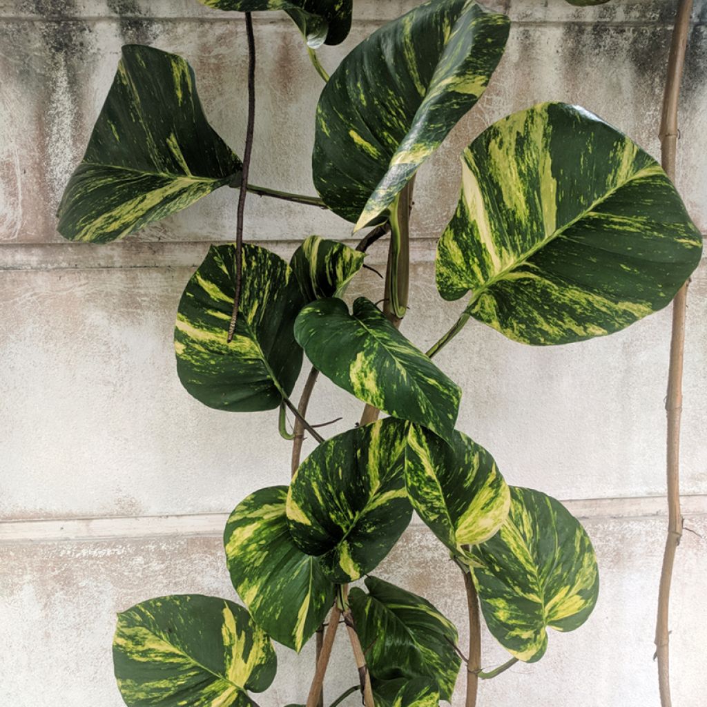 Epipremnum aureum - Pothos