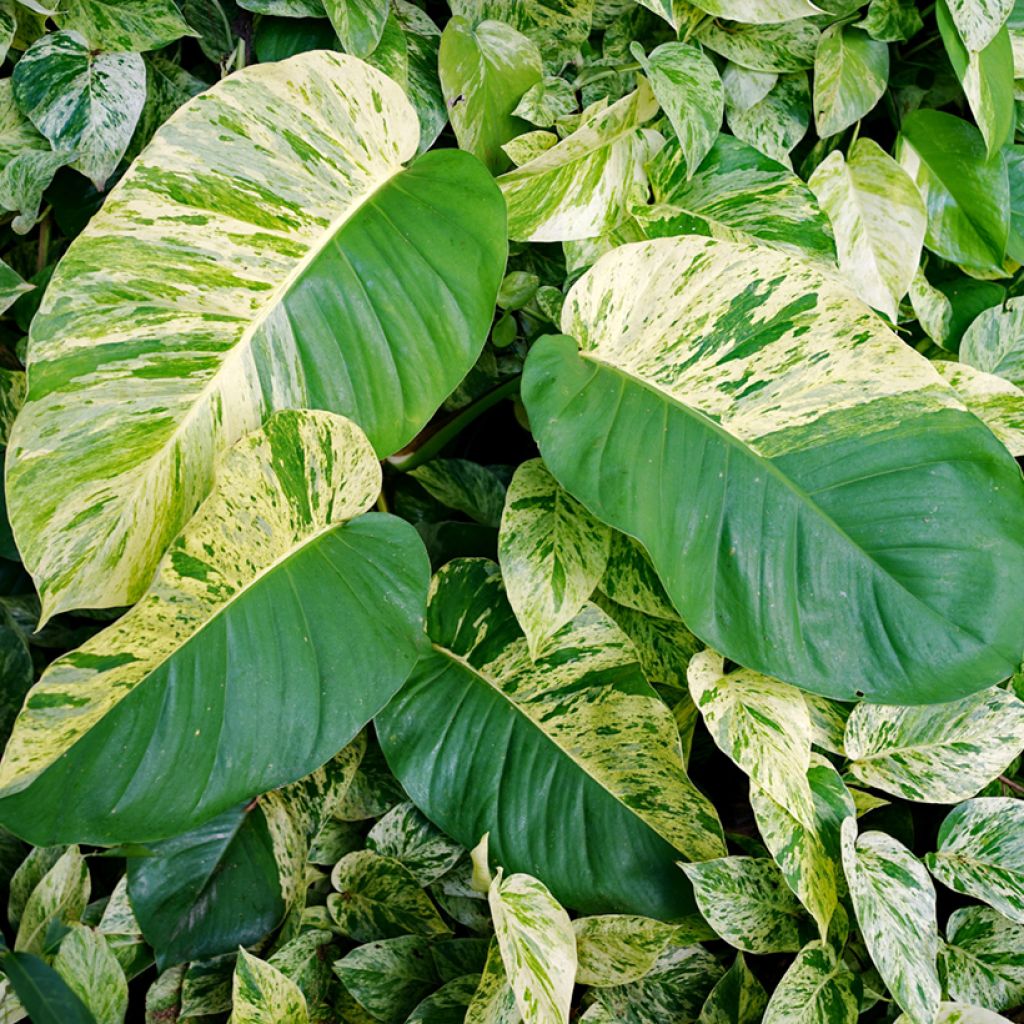 Epipremnum aureum Marble Queen - Pothos