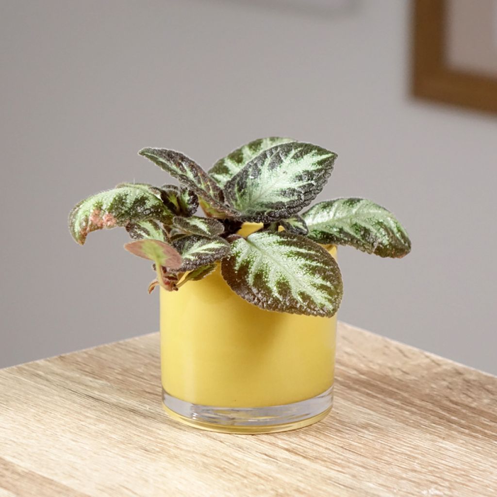 Episcia Silver Shield