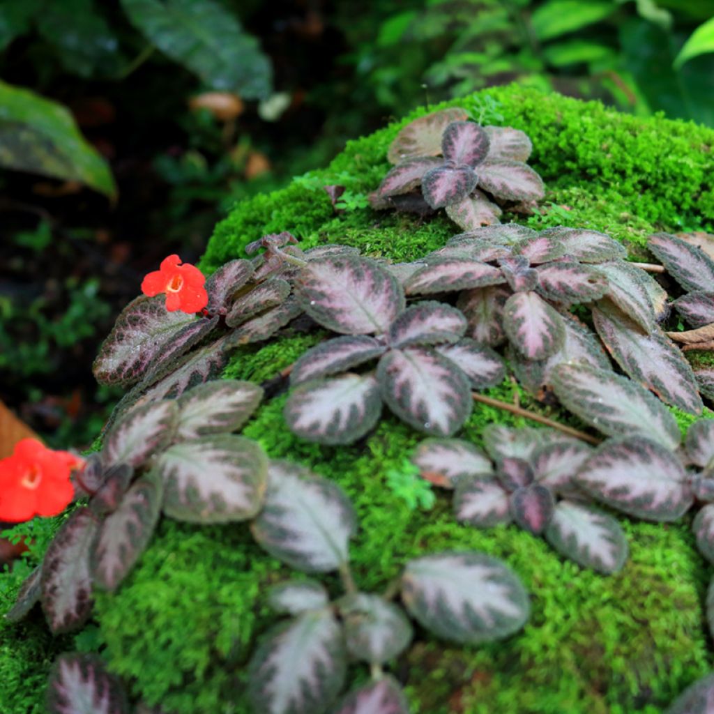 Episcia Silver Shield