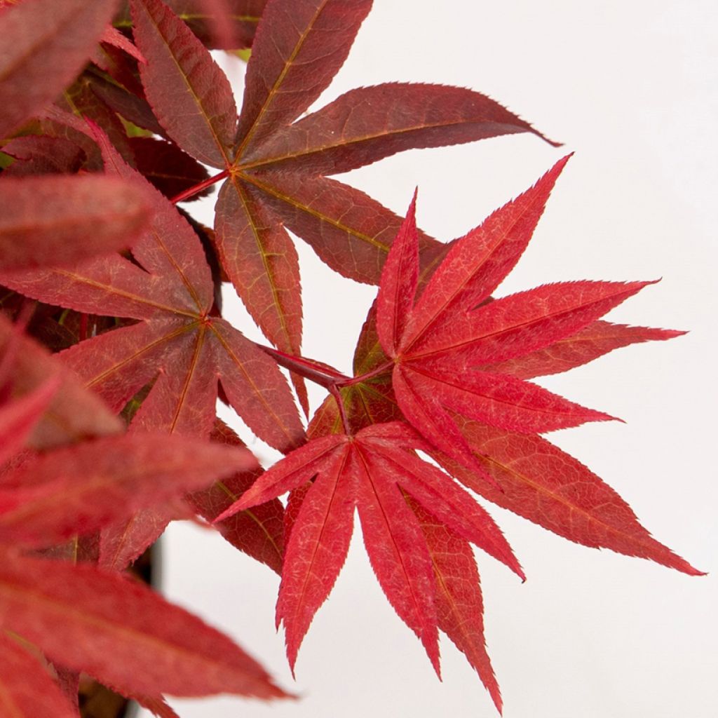 Erable du Japon - Acer palmatum Little Red