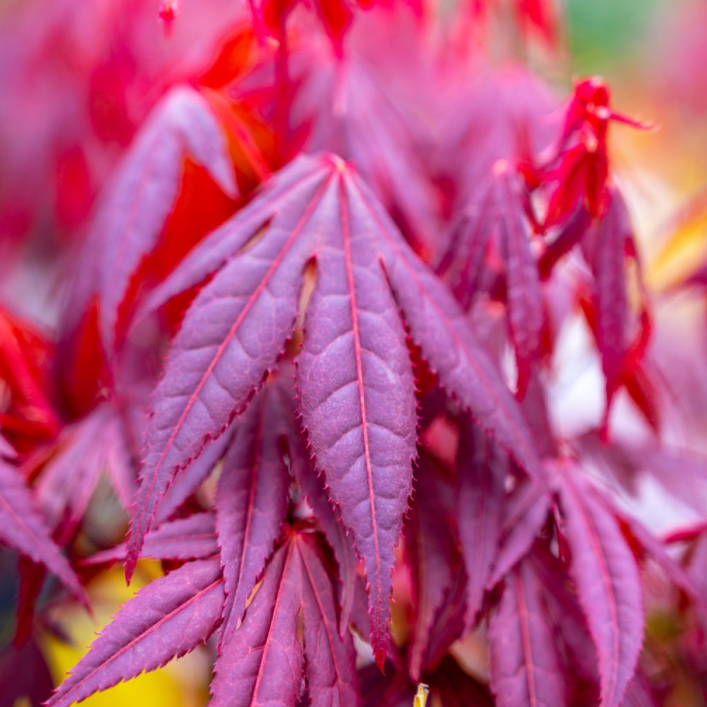 Erable du Japon - Acer palmatum Shaina