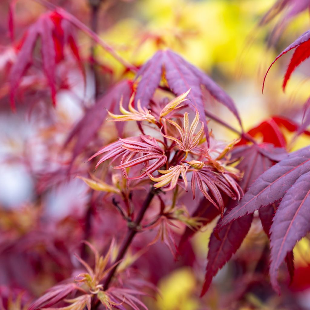 Erable du Japon - Acer palmatum Shaina