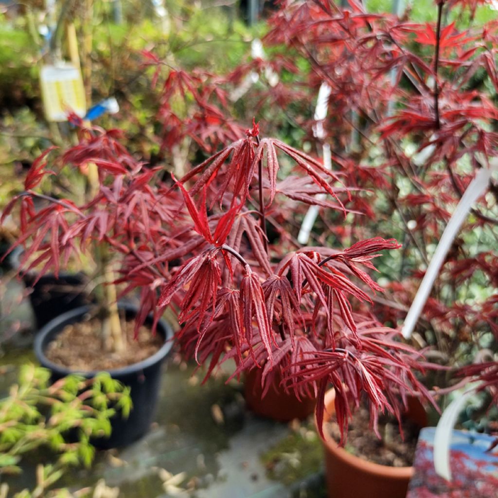 Erable du Japon - Acer palmatum Skeeter's Broom