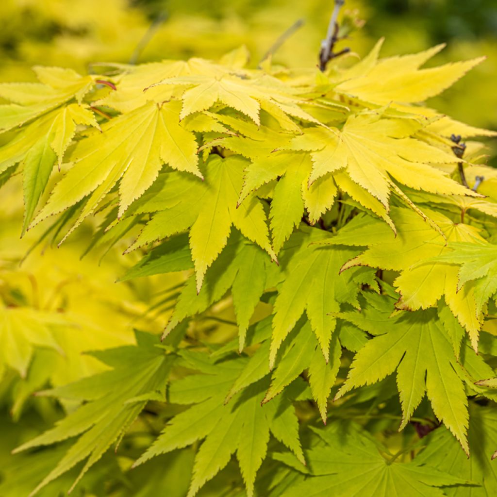 Erable du Japon - Acer shirasawanum Jordan