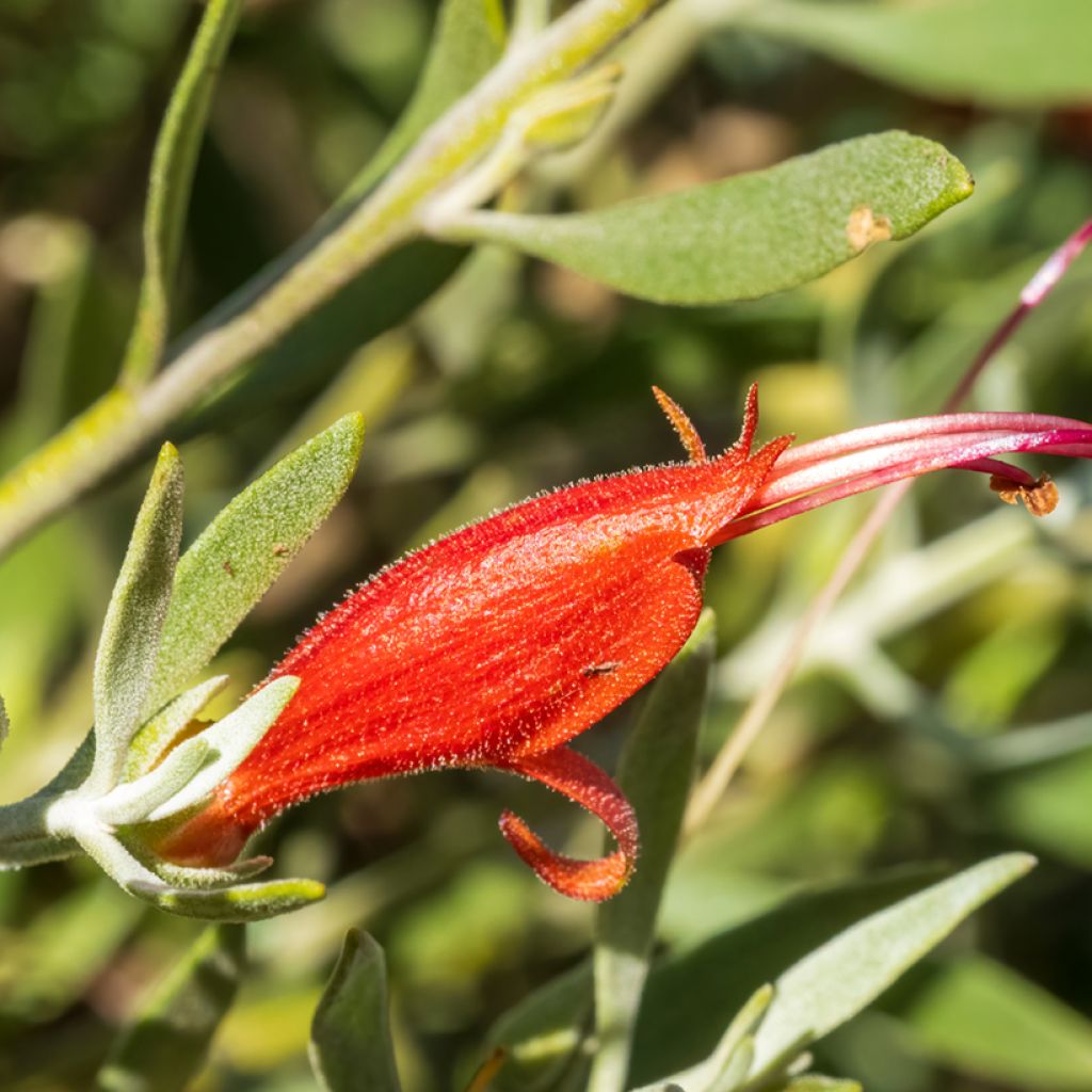 Eremophila glabra Red - Erémophile glabre