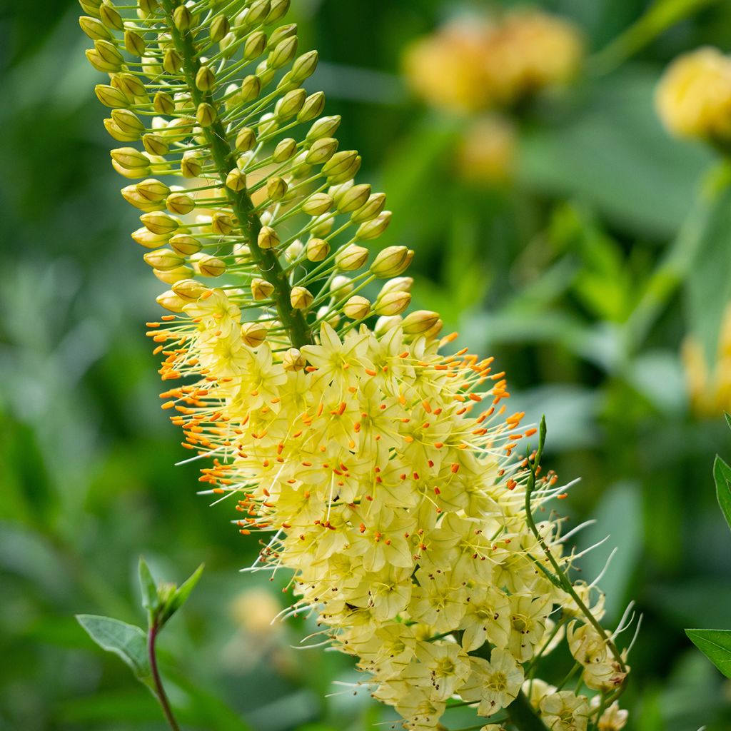 Eremurus bungeï - Lis des steppes