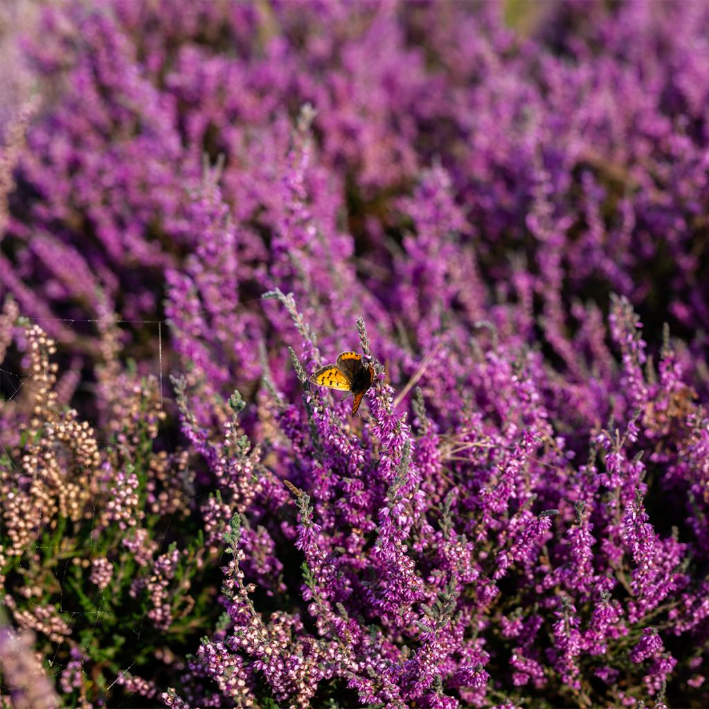 Bruyère cendrée - Erica cinerea
